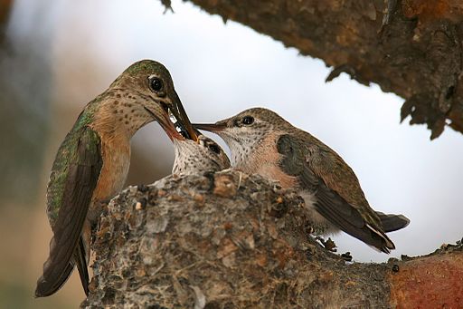 feed hummingbirds, hummingbirds, sugar water, bird feeder, hummingbird nest