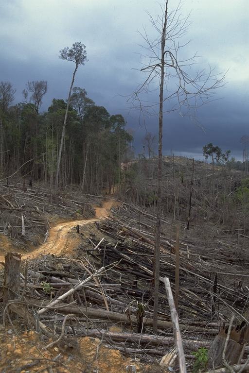 palm oil, tropical forests, deforestation, sustainability