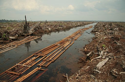sustainable palm oil, Southeast Asia, tropical forests, RSPO, deforestation