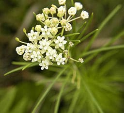 Whorled milkweed, Asclepias verticillata, with white umbel of flowers and narrow green leaves whorled around the stem