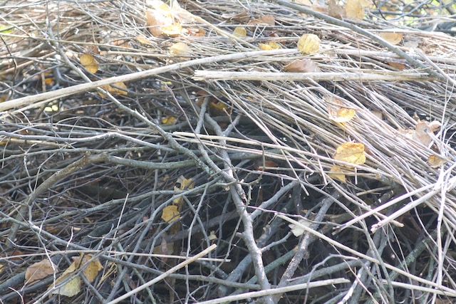Brushpile made of sticks, twigs and hollow plant stems and leaves. Brush piles provide important habitat for birds, small mammals and other creatures.