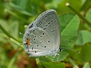 how butterflies overwinter, overwinter, overwintering, butterflies, Eastern Tailed Blue, Everes_comyntas