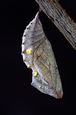 Brown butterfly chrysalis attached to twig. Example of habitat provided by a dead plant.