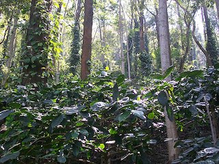 bird-friendly coffee, coffee, migratory birds, deforestation, shade-grown
