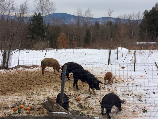 D Acres, Community Permaculture, permaculture, permaculture farm, pigs in snow eating vegetables, mountains in background, New Hampshire farm