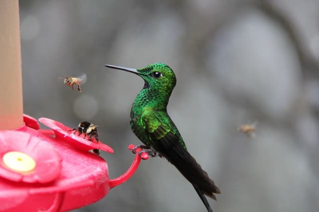 feed hummingbirds, hummingbirds, sugar water, bird feeder