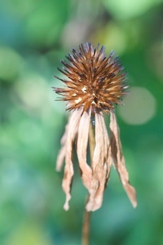 Echinacea seedhead with brown sepals drooping below seed head. The seeds will provide food to birds and insects during fall and winter.