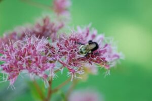 Bee on Joe Pye Weed help native bees