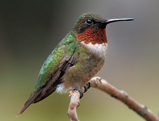 How to Feed Hummingbirds!