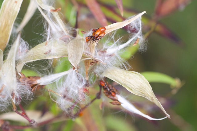 Red milkweed (Asclepias incarnata) going to seed, with white silk attached to red seeds, open whitishi-brown pods and milkweed bugs. Silks provide nesting material for birds.