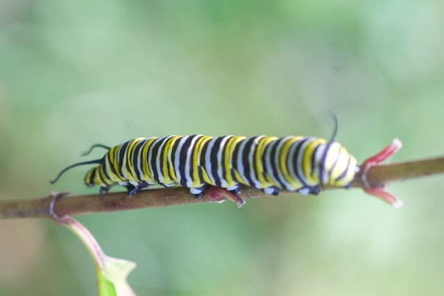 Large monarch caterpillar on milkweed stem with no leaves, all leaves have been eaten. Caterpillar is in search of fresh leaves.