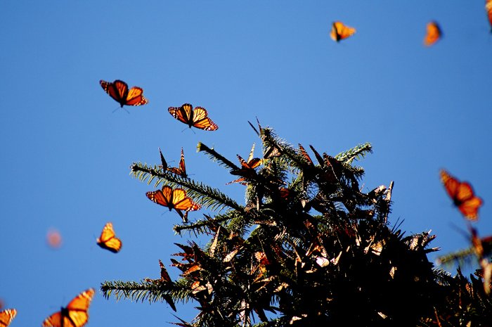 Monarch butterfly migration, monarch overwintering, habitat, pollinators