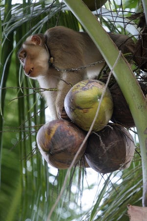 monkey picking coconuts for vegan soap