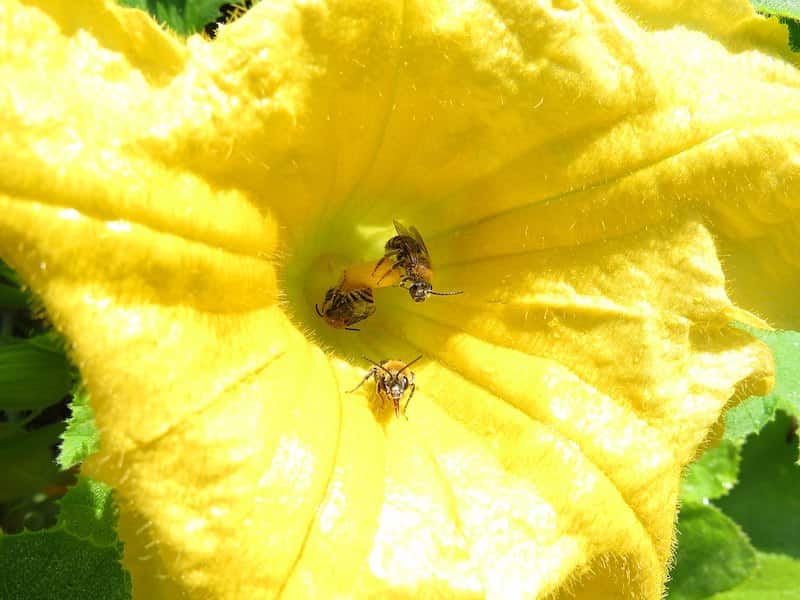 native squash bee