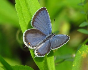 how butterflies overwinter, overwinter, overwintering, butterflies, Eastern Tailed Blue, Cupido comyntas