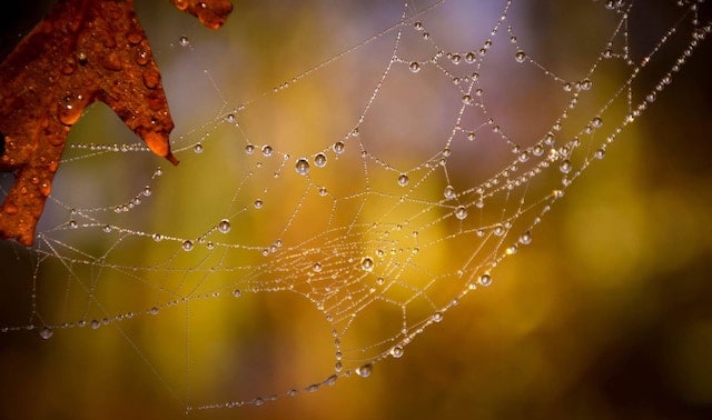 Red oak leaf and spider web covered in dew in yellow-gold evening light.