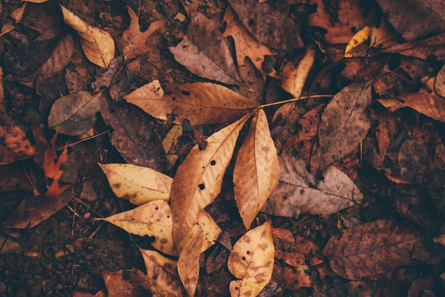 Hickory and beech and other leaves on ground in autumn. Leaf litter provides habitat and insulates soils.