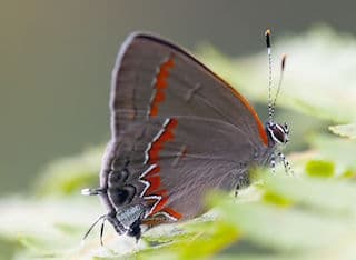 how butterflies overwinter, overwinter, overwintering, butterflies, Red-banded Hairstreak, Satyrium calanus