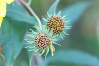 Two composite seed heads of sunflower. Seeds are starting to set and heads are surrounded by spiky green sepals.