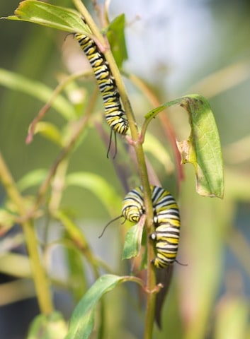 Two monarch caterpillars on stem of swamp milkweed, showing partially eaten leaves