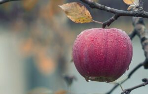 red apple-hanging from branch