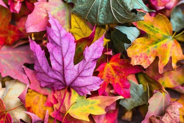 Autumn Equinox Meditation