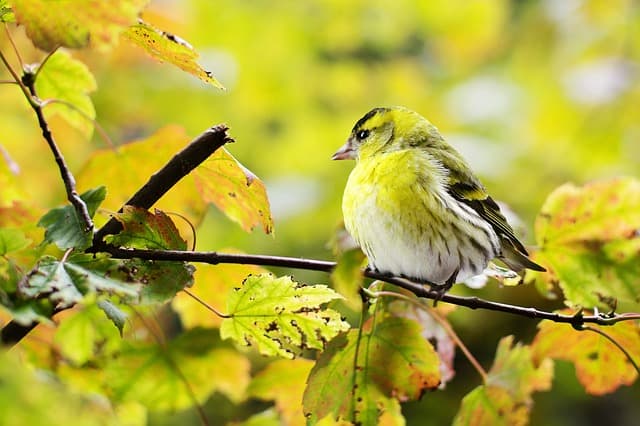 bird on branch free nature apps