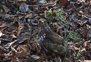 leaf litter, leaves, soil, rake. Hawk standing among autumn leaves and grass. Hawk has yellow patch above beak and is looking at the camera.