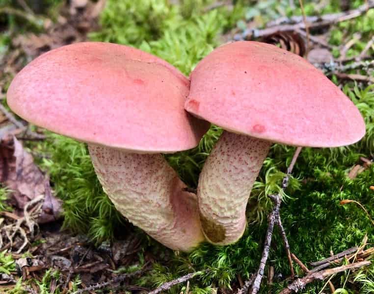 bolete mushrooms iNaturalist
