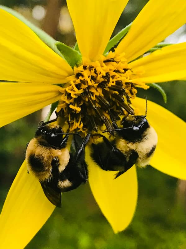 bumblebees on yellow flower, native bees
