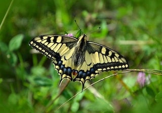 how butterflies overwinter, overwinter, overwintering, Tiger swallowtail butterfly