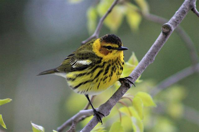 free nature apps cape may warbler
