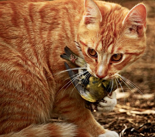 cats and birds, bird mortality, cats kill birds, protect birds from cats, protect birds