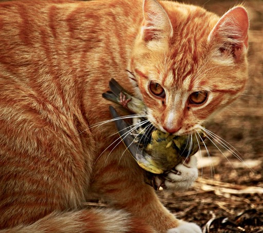 My cat store killed a bird