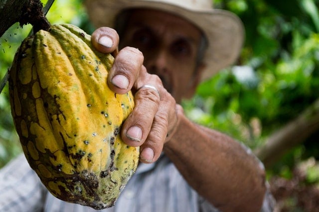 A Colombian man grasps a yellow-green cocoa pod attached to a tree.