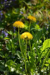 dandelion greens summer pesto