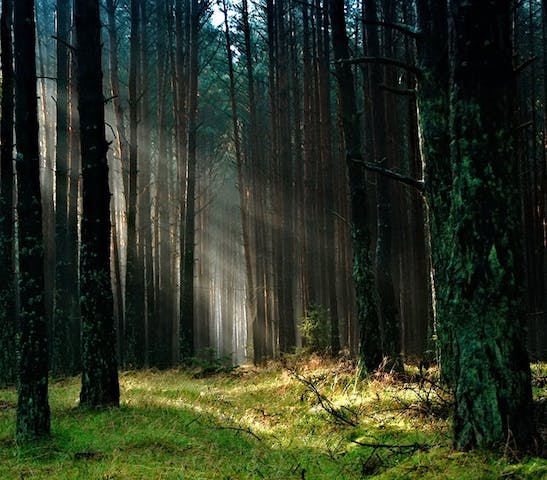 Forest of very tall conifer trees with morning sun streaming in onto the forest floor, which is carpeted with low-growing green plants. THe bark of some trees is covered with moss. Help prevent trees like this from being turned into junk mail.