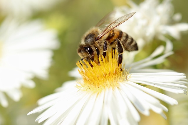 honey-bee-Image by Annette Meyer from Pixabay