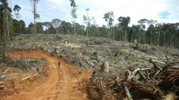 http-_www.confectionerynews.com_Commodities_United-Cacao-faces-deforestation-claims