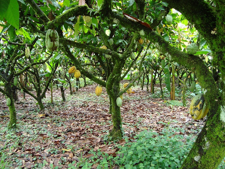 http-_www.post-nigeria.com_nigerias-cocoa-production-will-expand-by-1million-tonnes-in-five-years-adesina