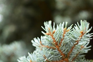 Fir needles, essential oils, scent, aromatic compound, aroma, fragrance, flavor