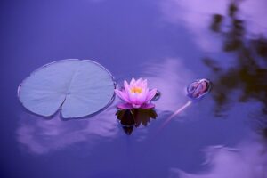 lotus-flower floating on water