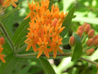 Butterfly milkweed, Asclepias tuberosa, with open and closed clusters of orange flowers and lance-shaped green leaves