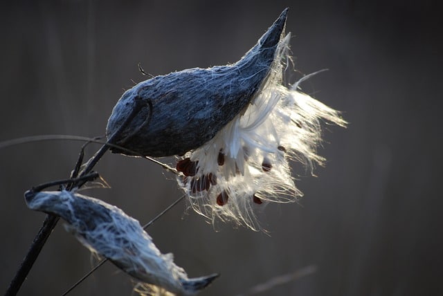 Milkweed pods with silky seeds emerging. Plant milkweed and there will be more monarch sightings next year!