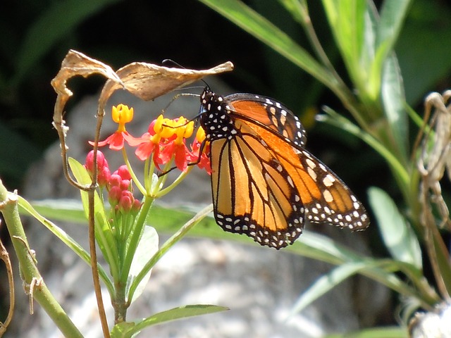 monarch butterfly on flowers of butterfly milkweed Asclepias tuberosa