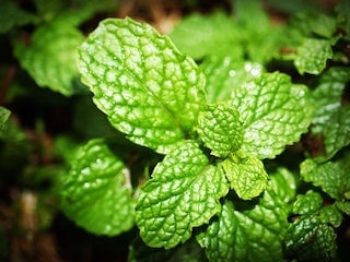 Green mint plant, mentha spicata, essential oils, scent, aromatic compound, aroma, fragrance, flavor