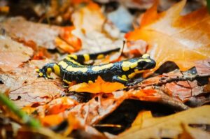 marbled salamander iNaturalist