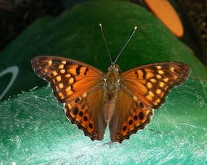 how butterflies overwinter, overwinter, overwintering, butterflies, Tawny Emperor, Asterocampa clyton