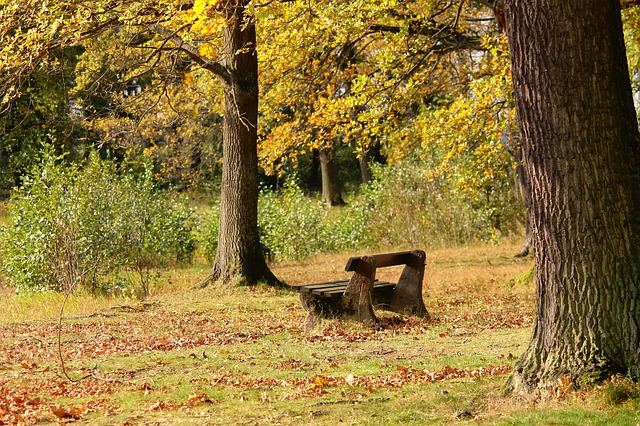 leaf litter, leaves, soil, rake. Wooden bench under large trees facing a field with shrubs. Golden leaves on trees, fallen leaves and sticks on the ground, an open woods in the background.