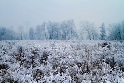 A meadow in winter. Tall vegetation covered with white frost, a cold sky and treeline in the background. mowing, habitat, wildlife, rotational mowing, lawn, overwintering